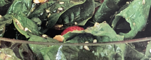 Special Strawberry Salad