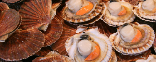 Saint-Jacques snackées, purée de topinambour et chips de sar