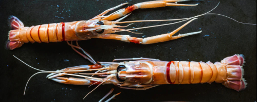 Langoustines rôties, crème de chou-fleur vanillée et tuile d